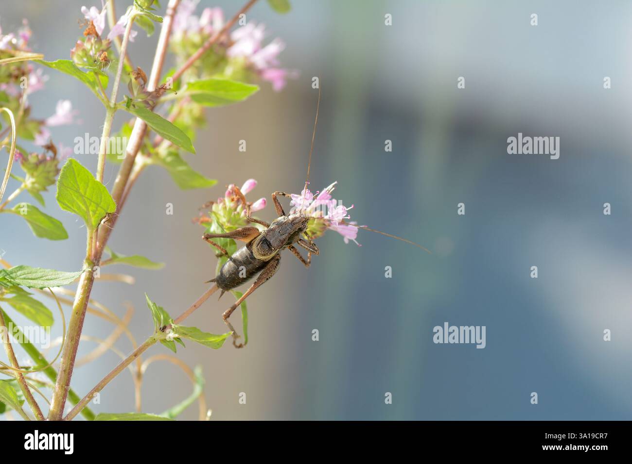 Sauterelle brune ( PHolidoptera griseoaptera ) sur une plante Banque D'Images