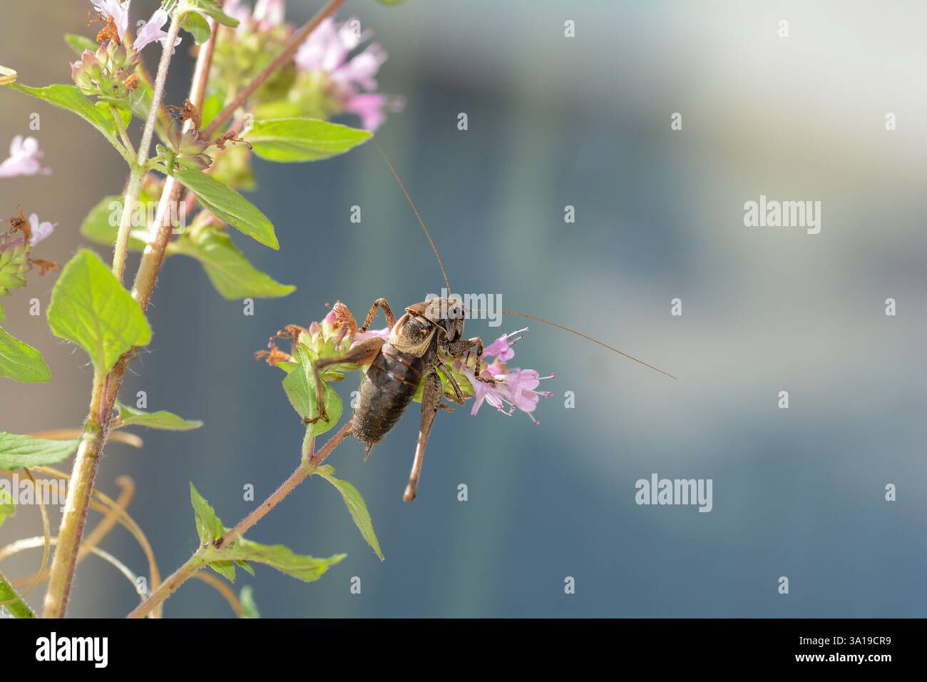Sauterelle brune ( PHolidoptera griseoaptera ) sur une plante Banque D'Images