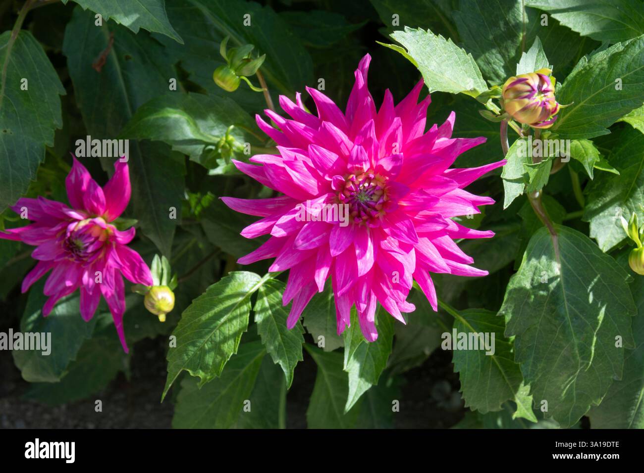 Jardin Dahlia à Fulda avec de belles fleurs Banque D'Images