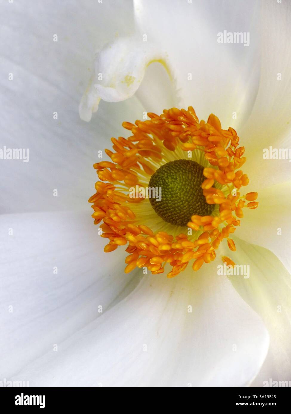 Anémone blanche avec un anneau d'étamines jaunes, plan macro Banque D'Images Anémone blanche avec un anneau d'étamines jaunes, plan macro Banque D'Images