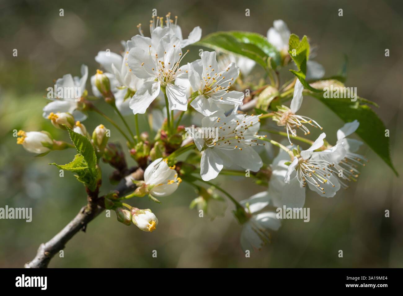 Le cerisier (Prunus avium), près de la tête de fleur Banque D'Images