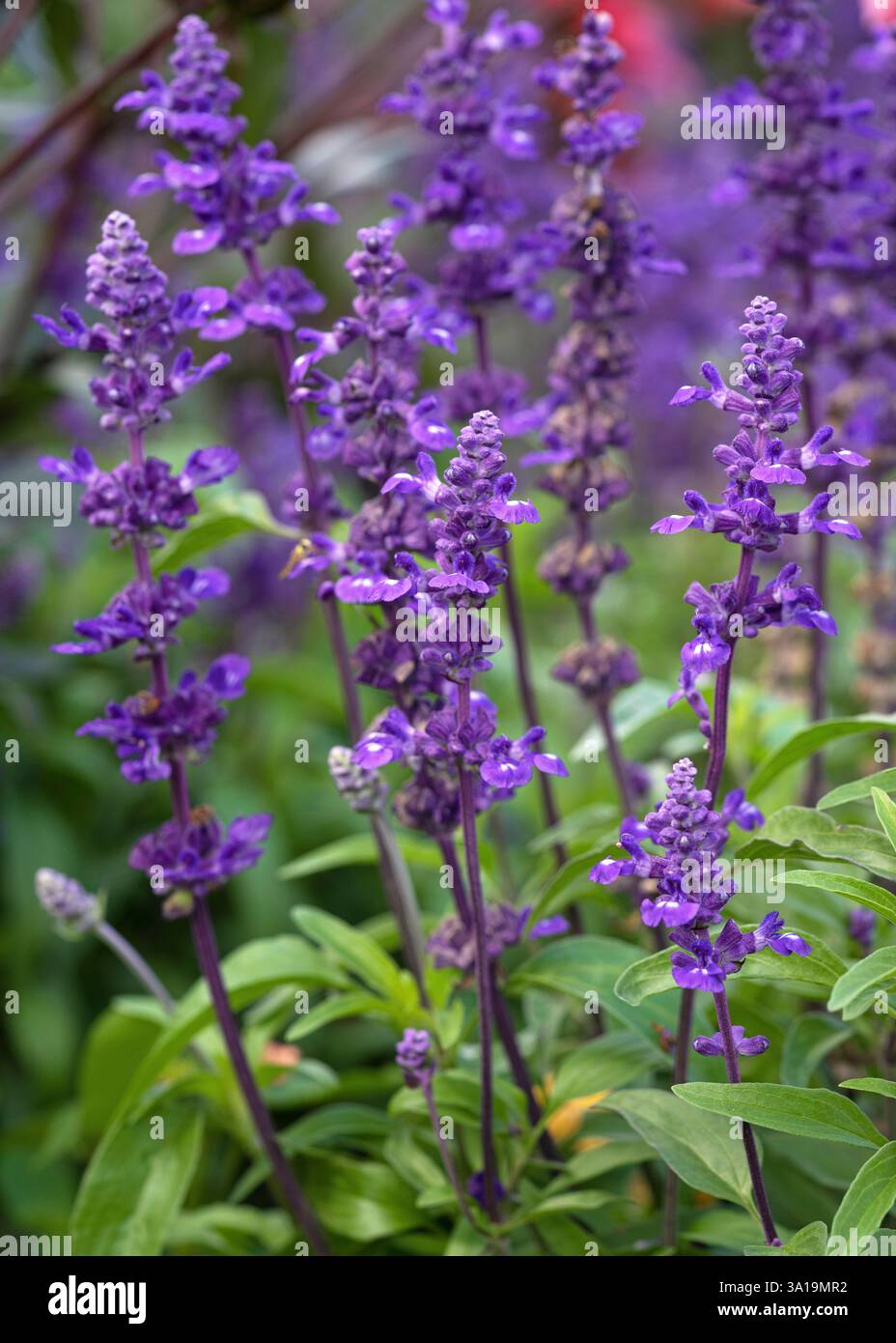 Gros plan sur l'image de la Sage bleu (Salvia farinacea), fleurs d'été Banque D'Images