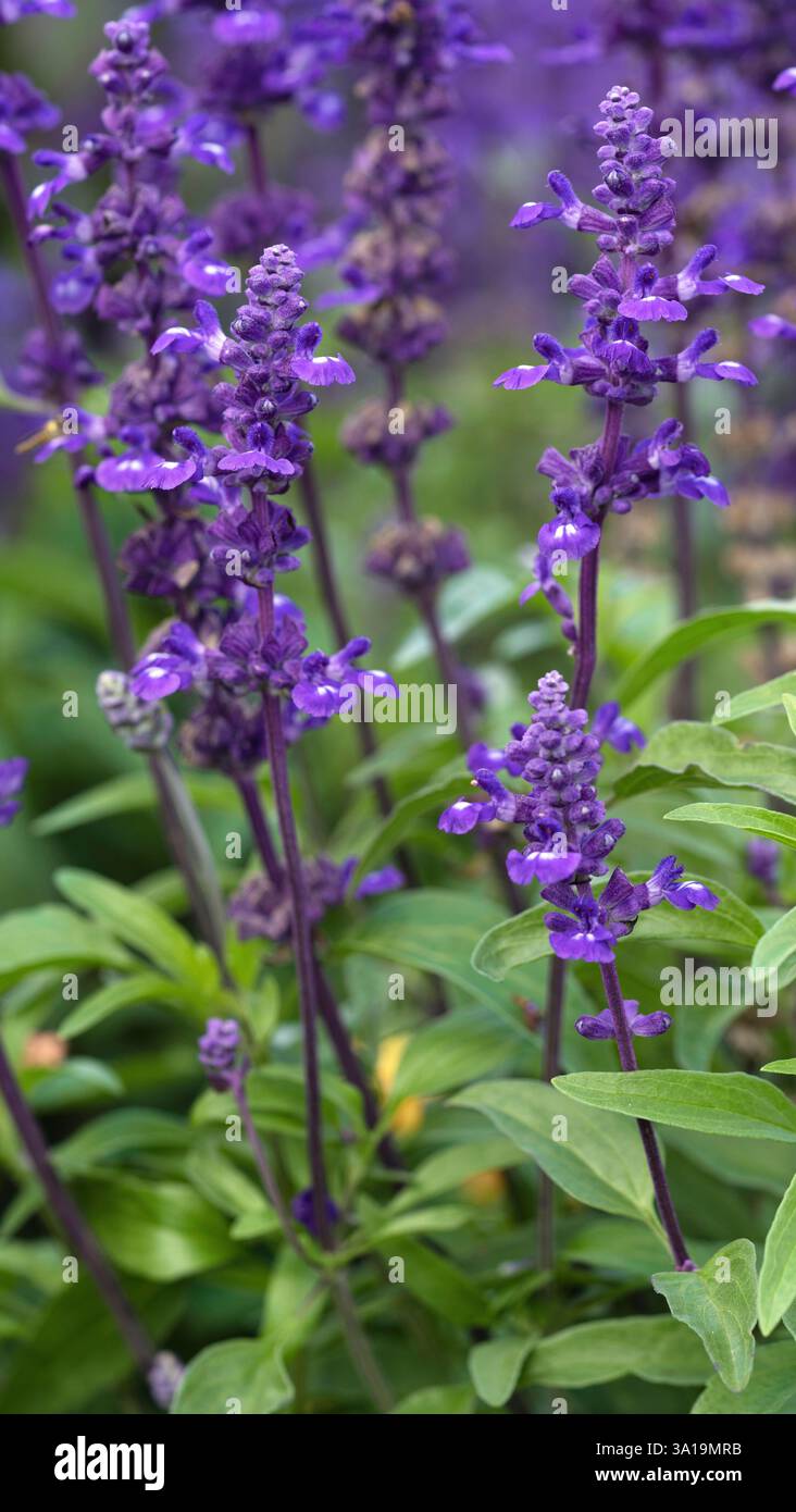 Gros plan sur l'image de la Sage bleu (Salvia farinacea), fleurs d'été Banque D'Images