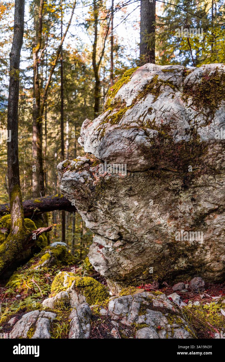 Roche en forme de tête dans la forêt de Königssee dans le Berchtesgadener Land, Bavière, Allemagne. Banque D'Images