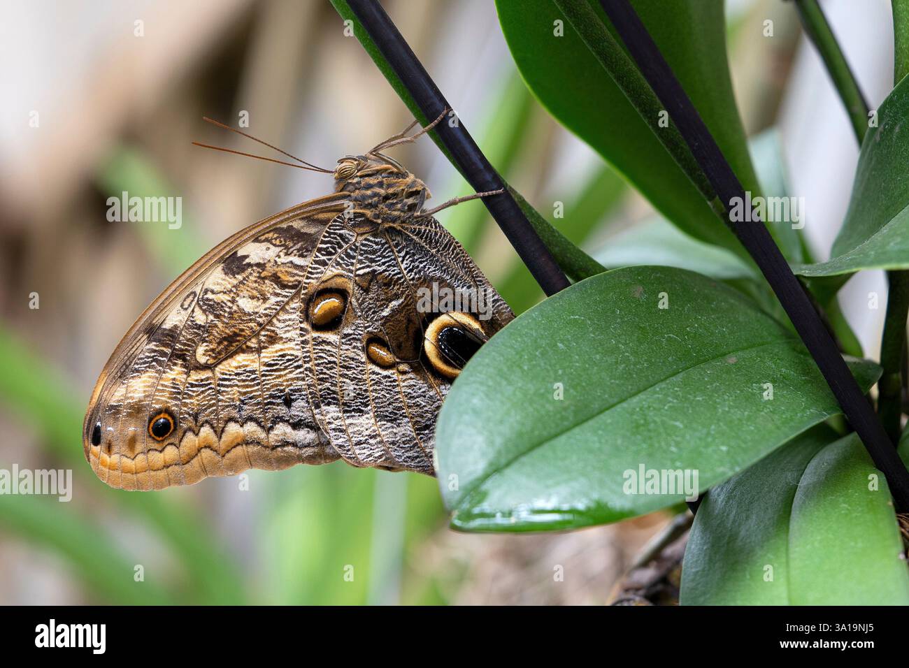 Hibou géant de la forêt (Caligo eurilochus), gros plan du papillon Banque D'Images