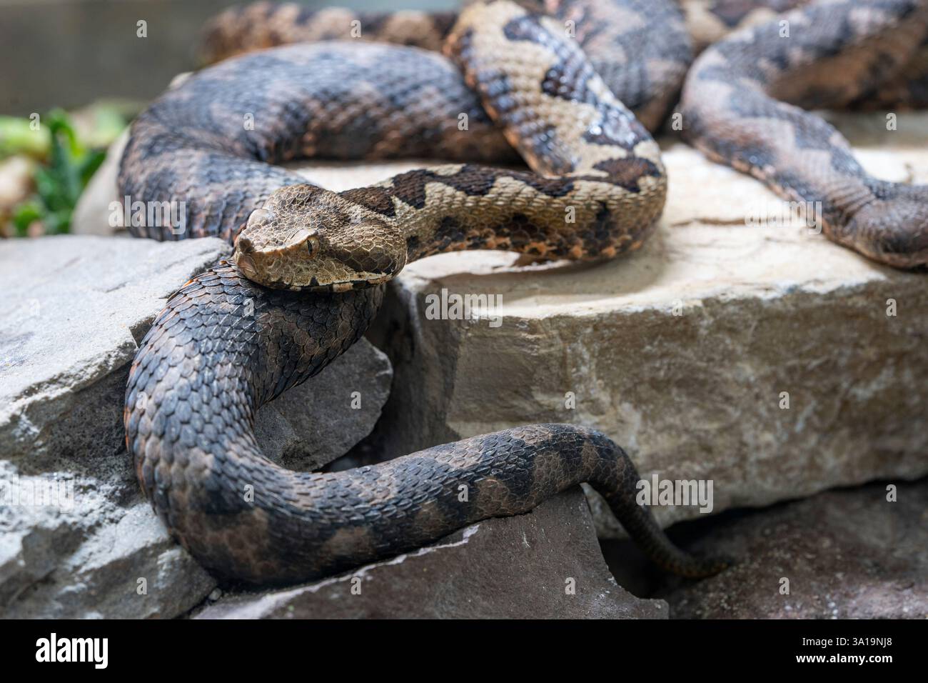 Gros plan de la vipère à cornes (ammodytes Vipera) Banque D'Images