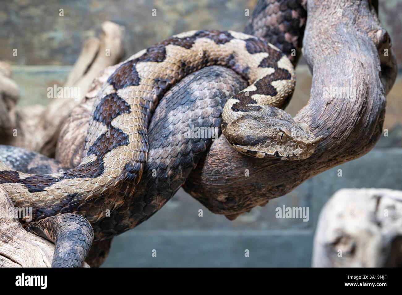 Gros plan de la vipère à cornes (ammodytes Vipera) Banque D'Images
