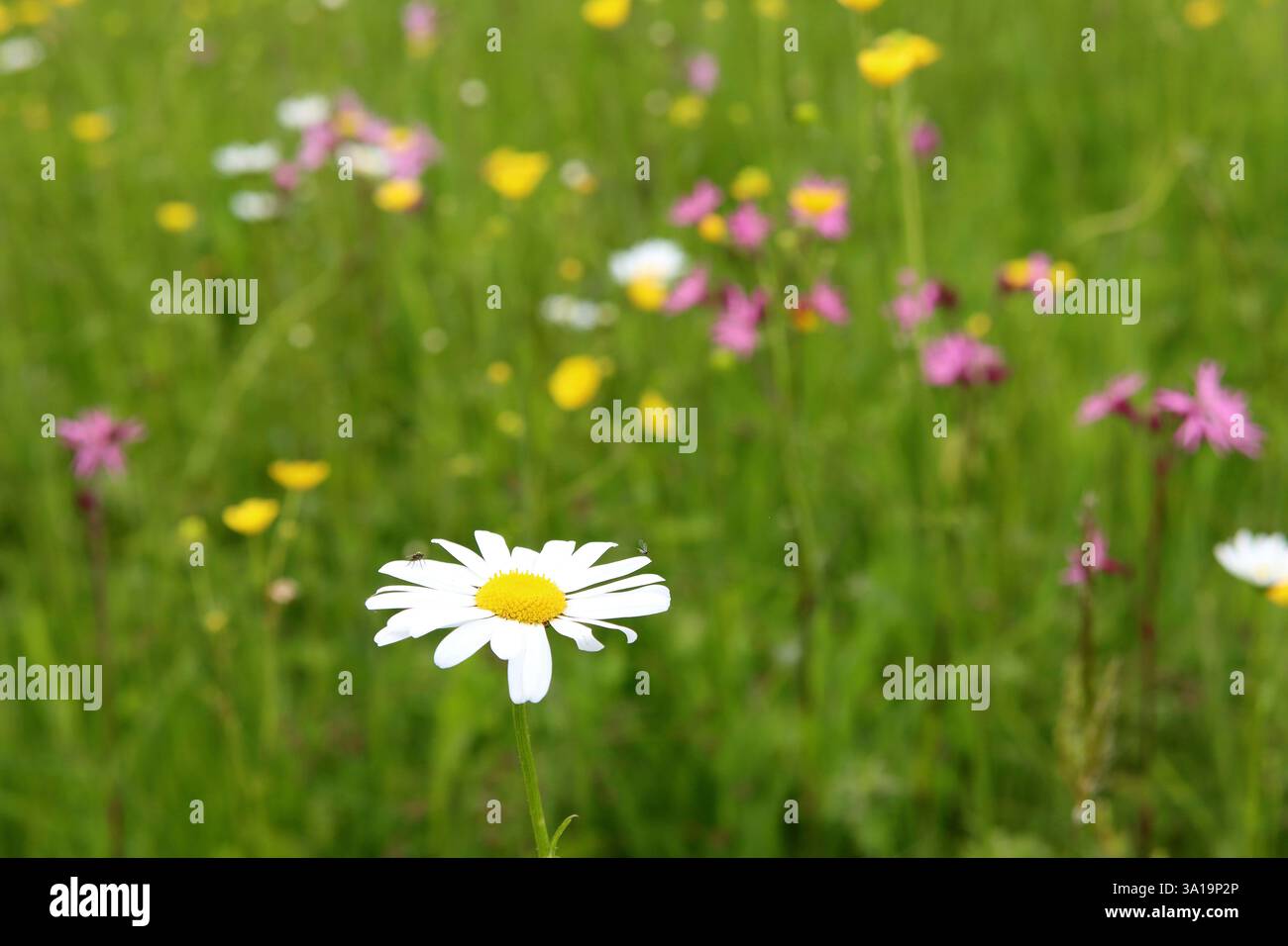 Pré des fleurs naturelles Banque D'Images