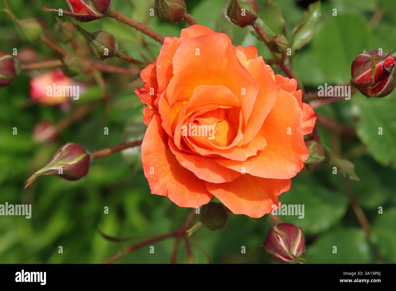 Rose orange avec de nombreux bourgeons Banque D'Images