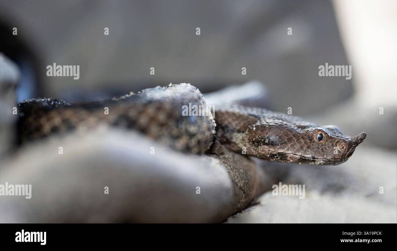 Gros plan de la vipère à cornes (ammodytes Vipera) Banque D'Images