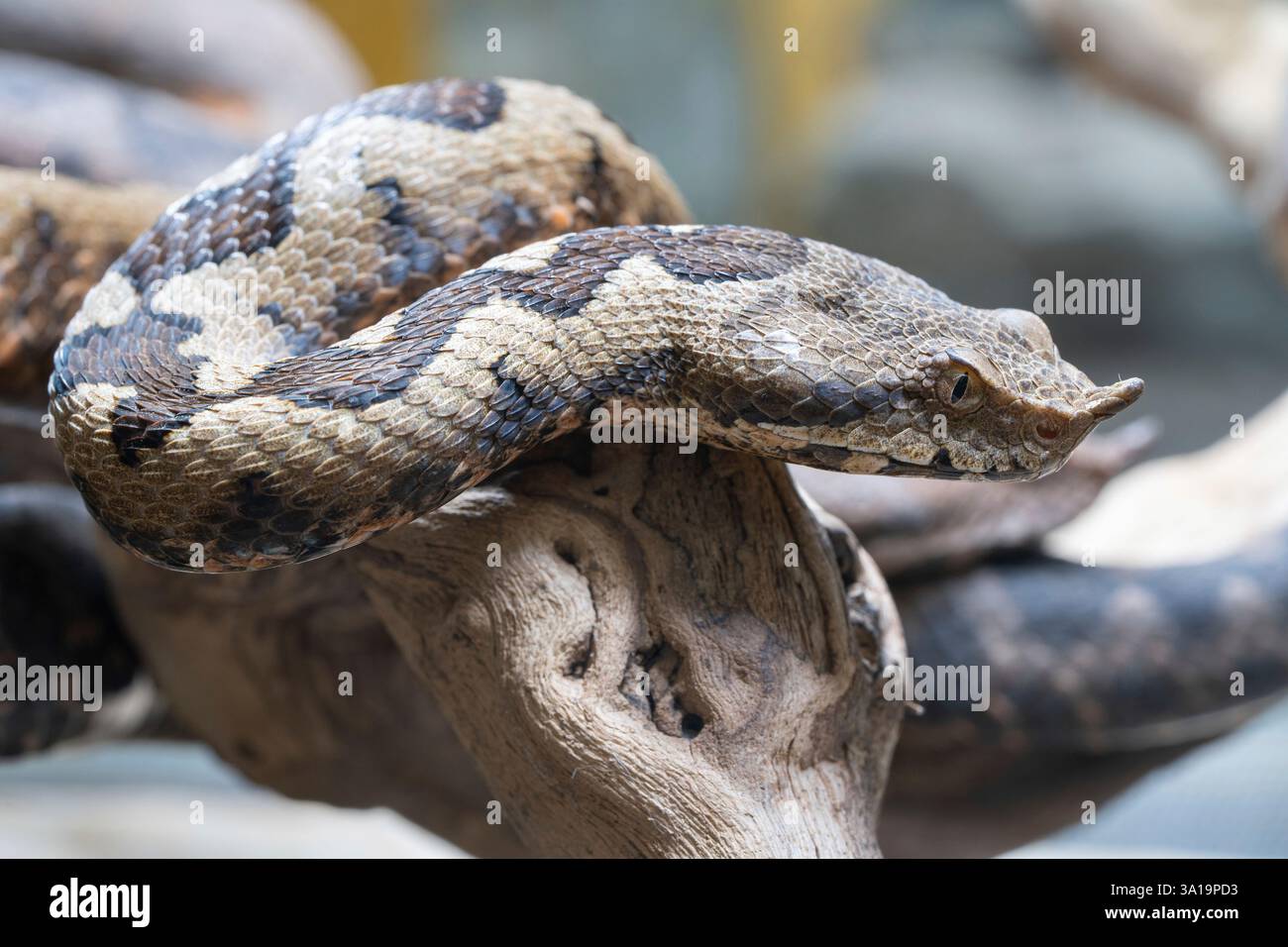 Gros plan de la vipère à cornes (ammodytes Vipera) Banque D'Images