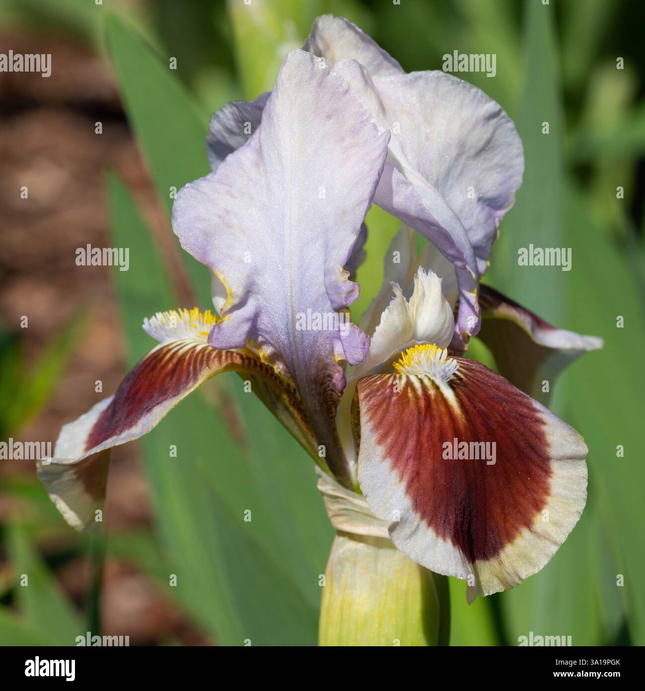 Iris barbu nain (Iris barbata-nana), gros plan de la tête de fleur Banque D'Images