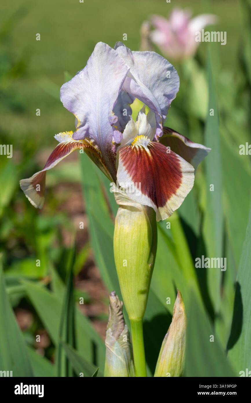 Iris barbu nain (Iris barbata-nana), gros plan de la tête de fleur Banque D'Images