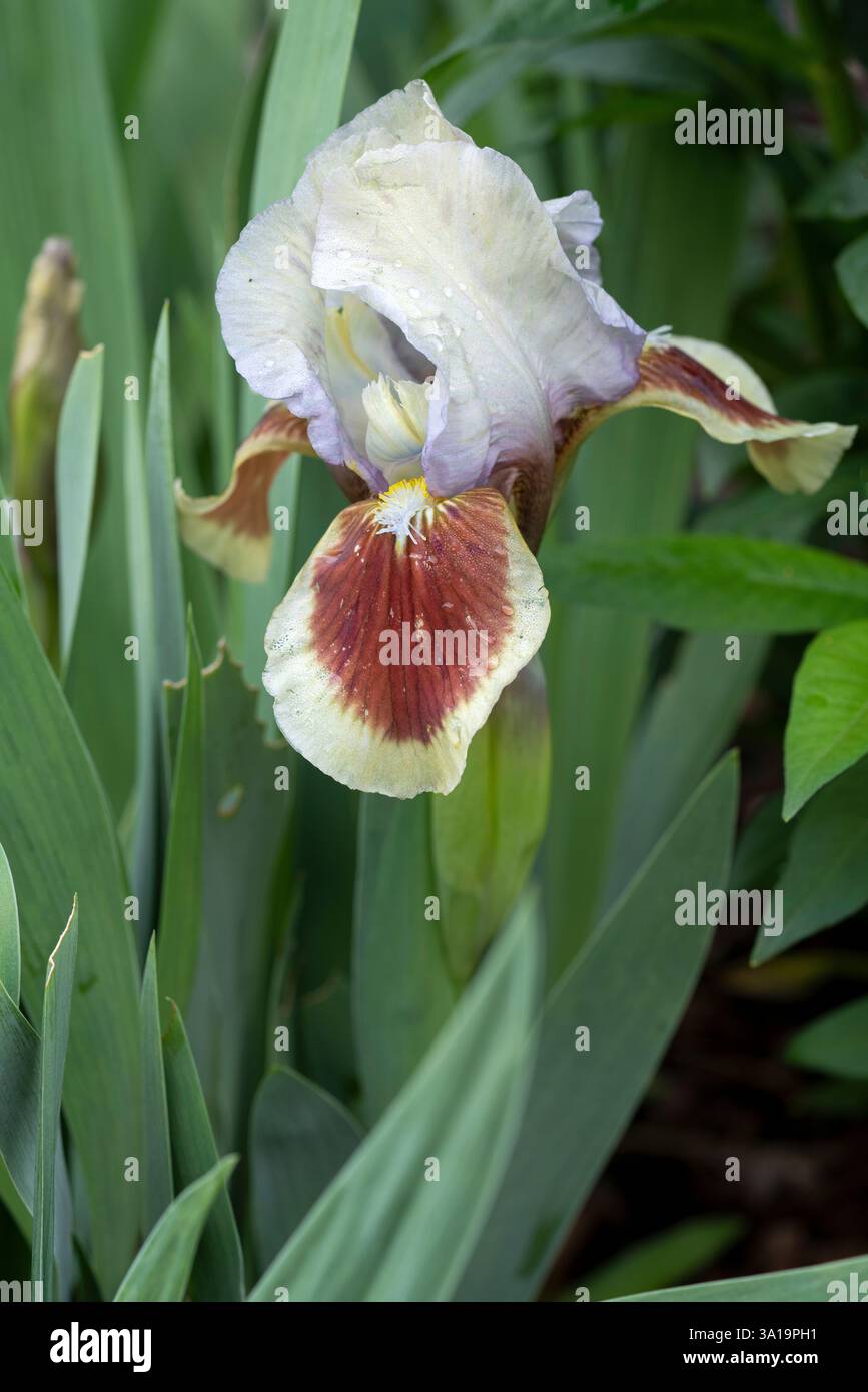 Iris barbu nain (Iris barbata-nana), gros plan de la tête de fleur Banque D'Images