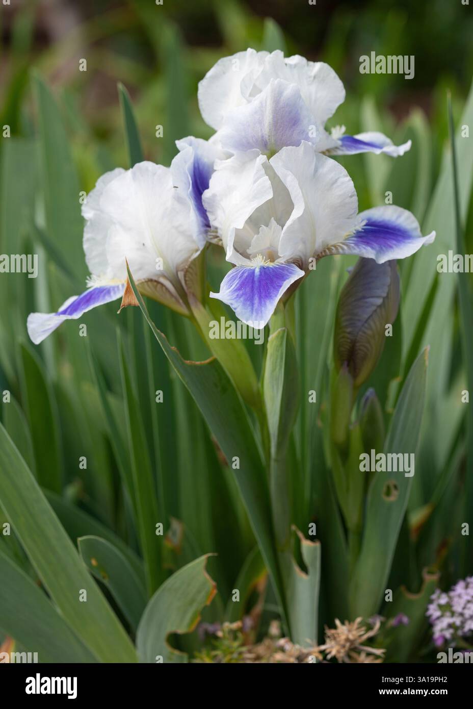 Iris barbu nain (Iris barbata-nana), gros plan de la tête de fleur Banque D'Images