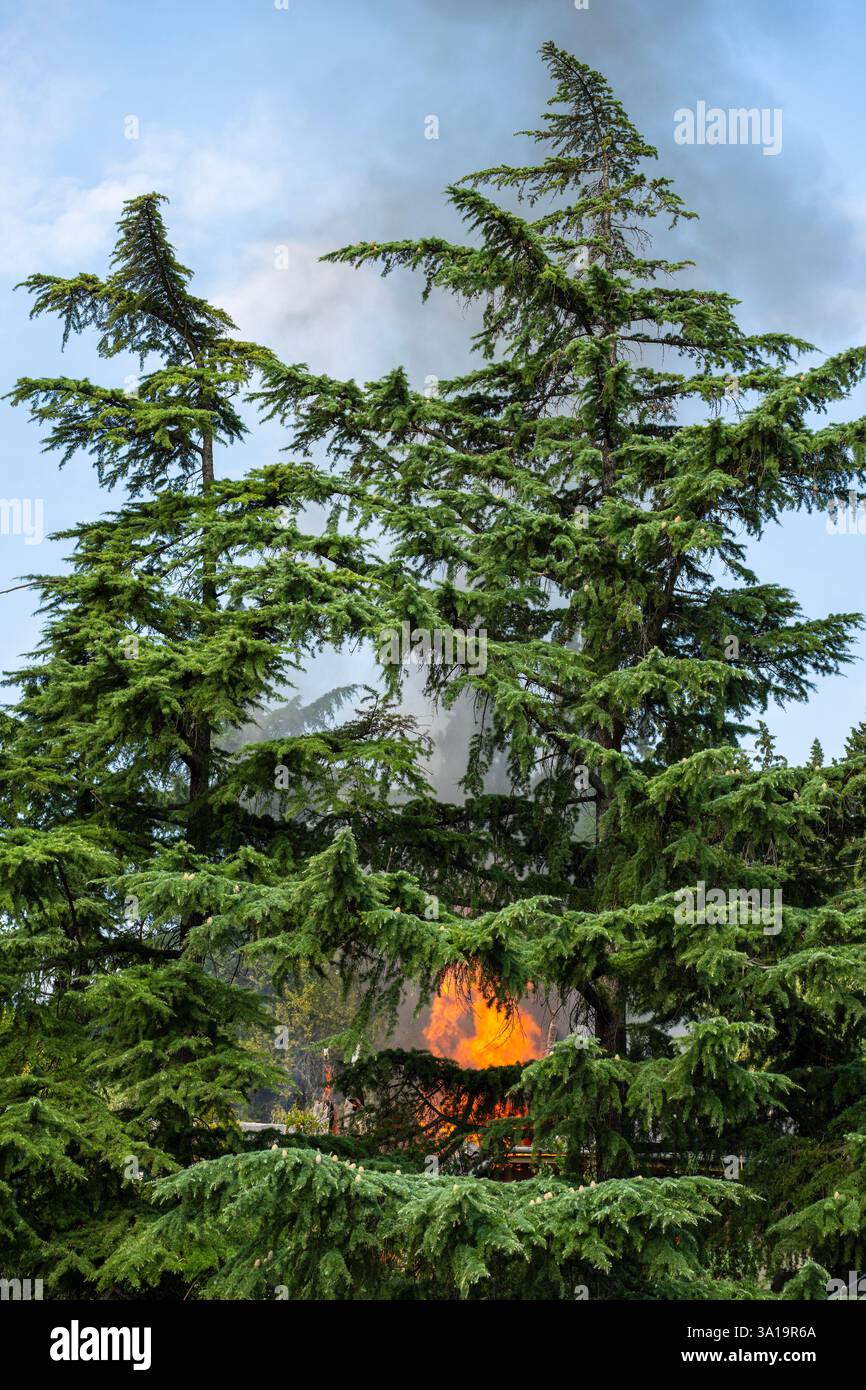 Flames of the Wild – Burning Evergreen Tree Banque D'Images