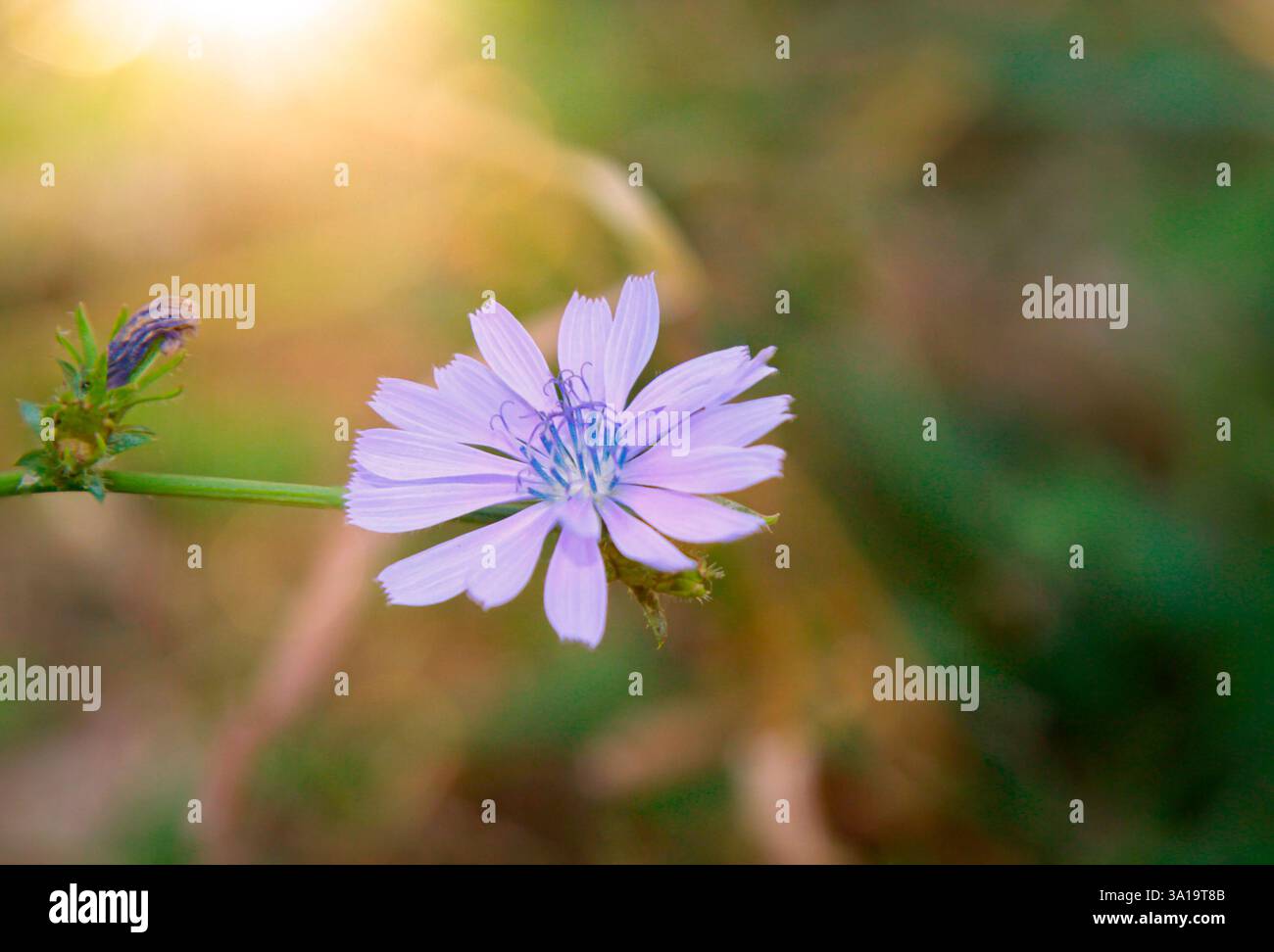 La fleur bleue d'une chicorée, Cichorium intybus L.. Racine de chicorée, Banque D'Images