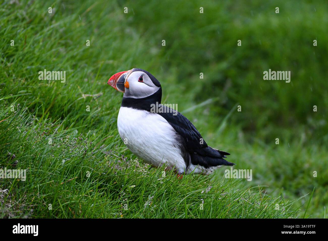 Les macareux sont parmi les plus beaux oiseaux du monde Banque D'Images