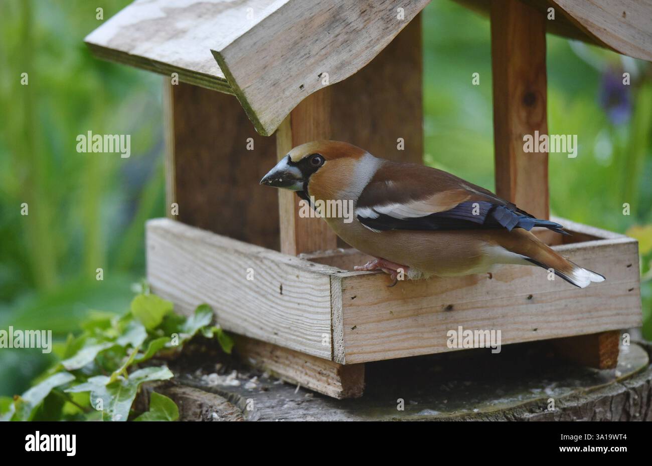 Hawfinch, Coccothraustes coccothraustes, finch, oiseau, oiseau chanteur, mâle, poulailler, mangeoire à oiseaux, Banque D'Images