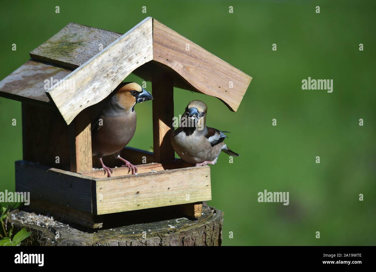 Hawfinch, Coccothraustes coccothraustes, finch, oiseau, oiseau chanteur, paire, femelle, mâle, nichoir, mangeoire d'oiseaux, Banque D'Images