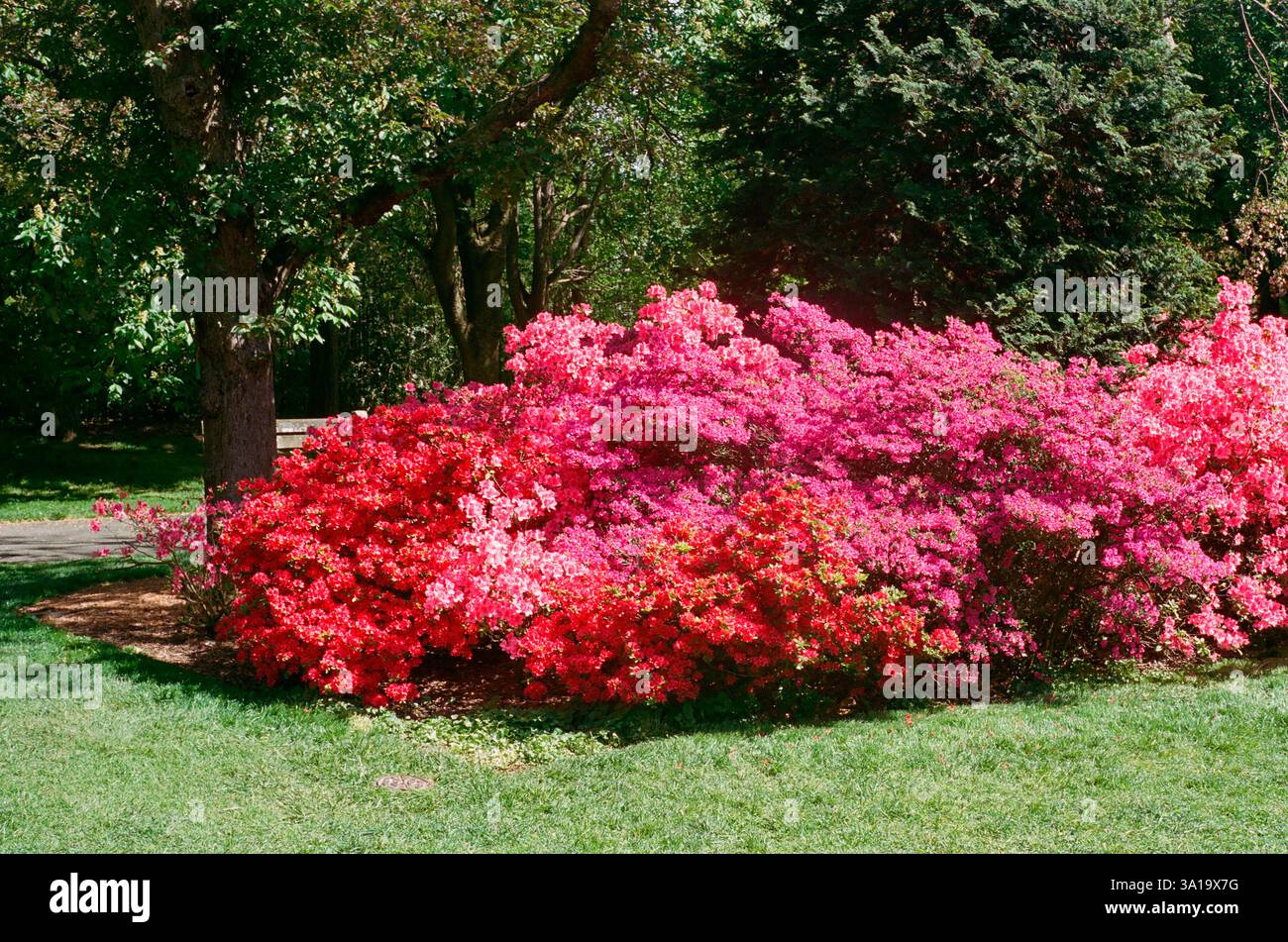 Arbustes azalées florissants rouges et roses en pleine floraison Banque D'Images