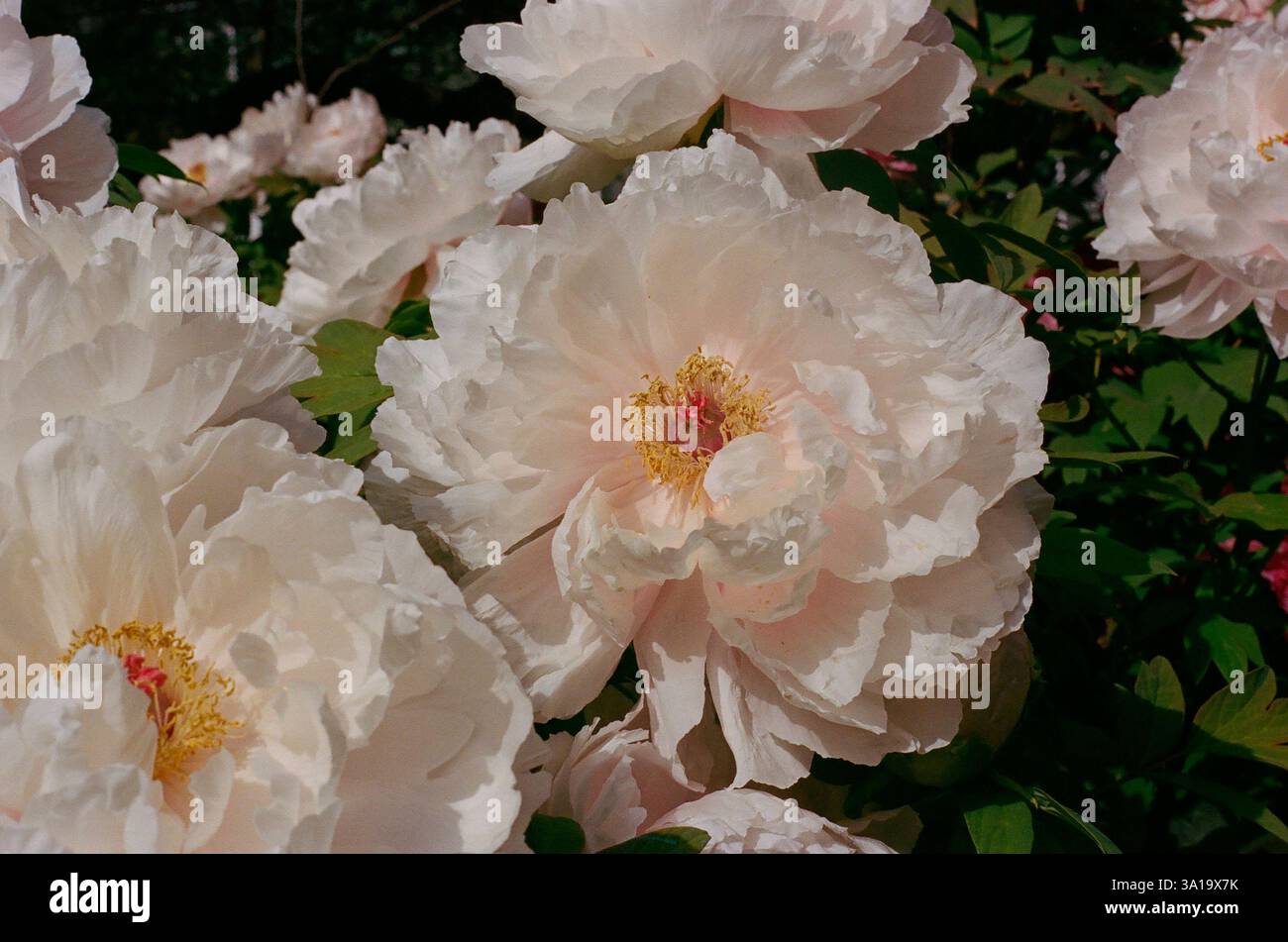 Détail en gros plan de grandes fleurs de pivoine blanche en pleine floraison Banque D'Images
