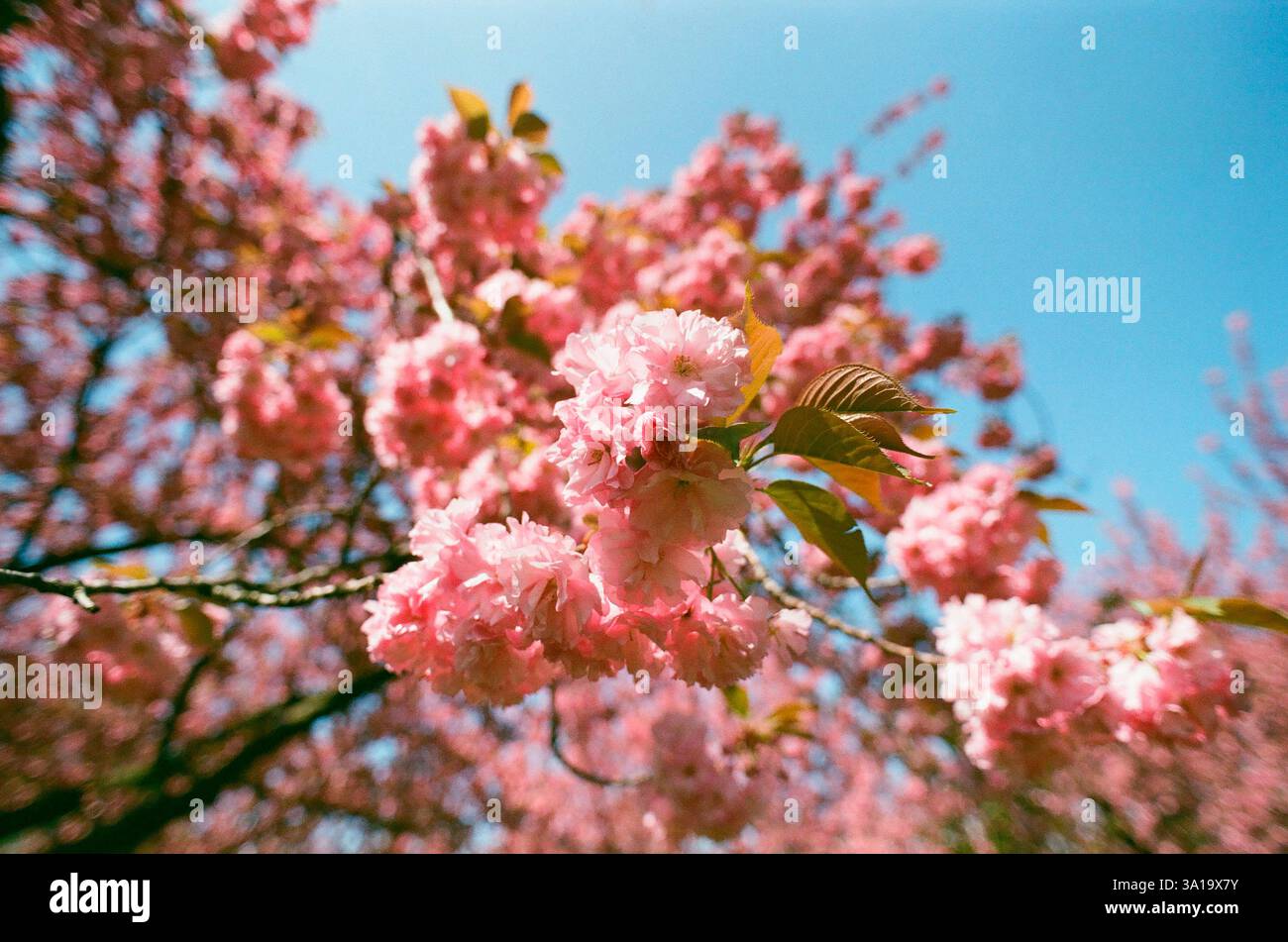 Gros plan des cerisiers en fleurs en fleur sur l'arbre Banque D'Images