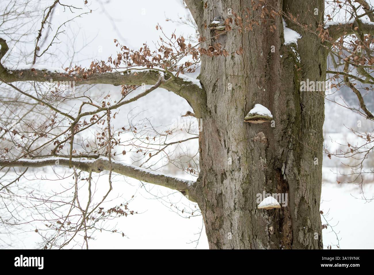 Hêtre en hiver Banque D'Images