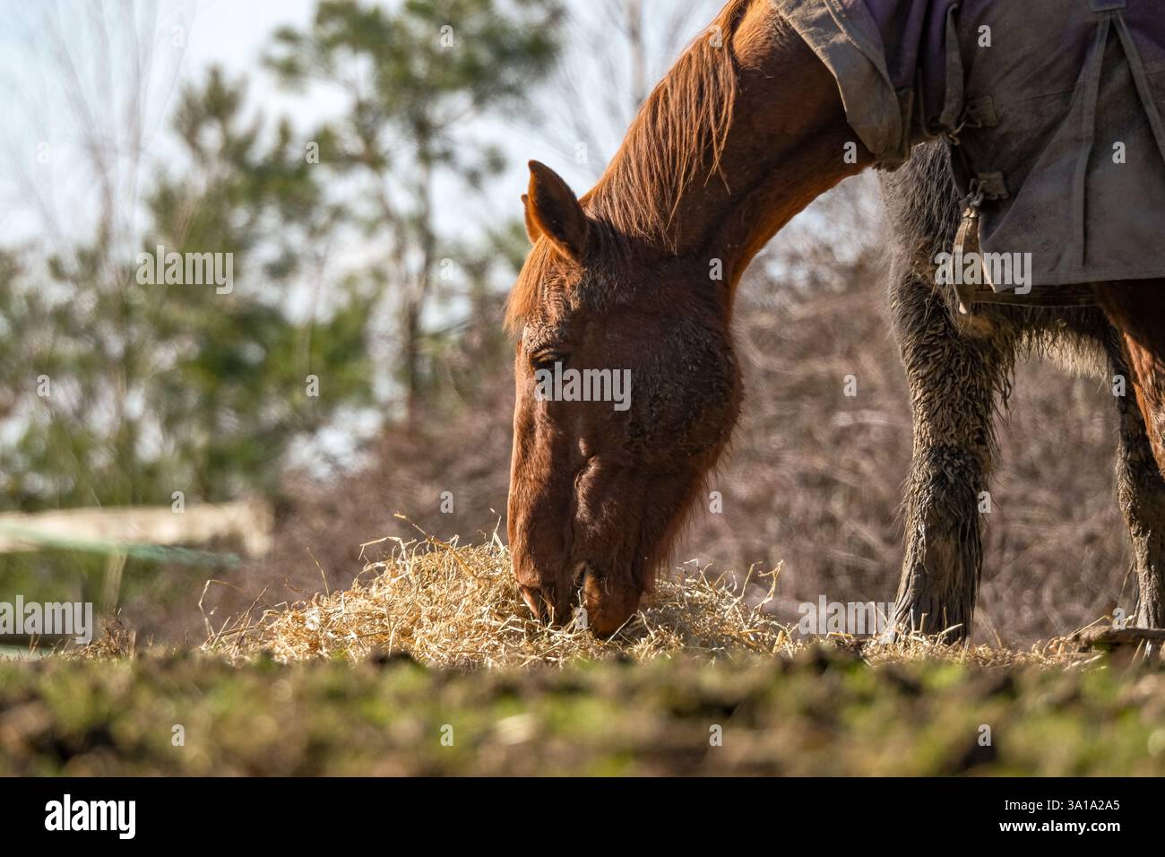 Un cheval de châtaignier se nourrissant de foin dans le paddock gros plan de la tête et des pattes avant. Prise au niveau du sol sur un téléobjectif Banque D'Images