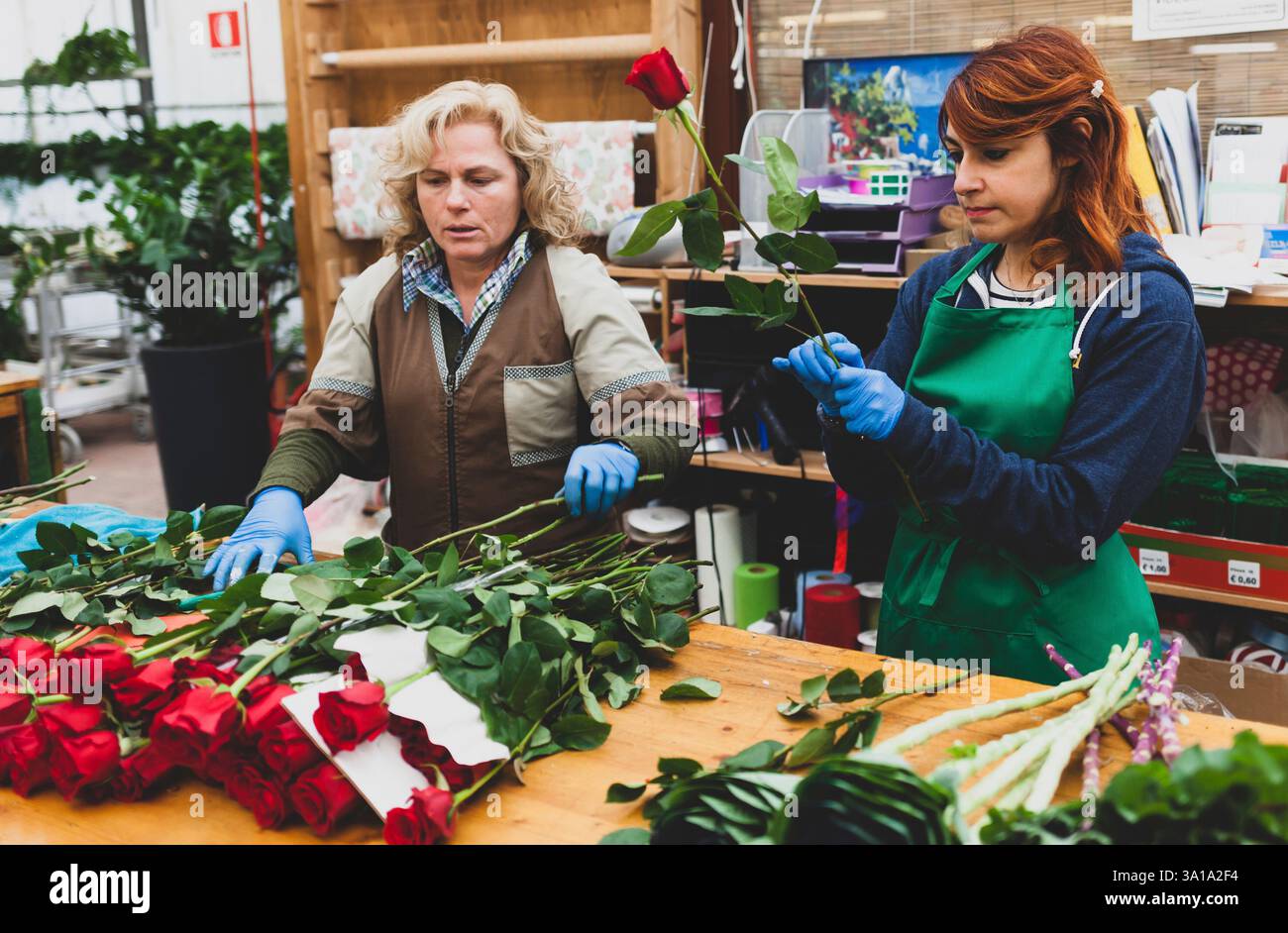 Deux fleuristes travaillent dans une pépinière. Couple travaille dans l'entreprise de jardinage sur une journée de travail ordinaire. Sur la photo une femme blonde et une jeune femme aux cheveux roux. Images authentiques. Banque D'Images