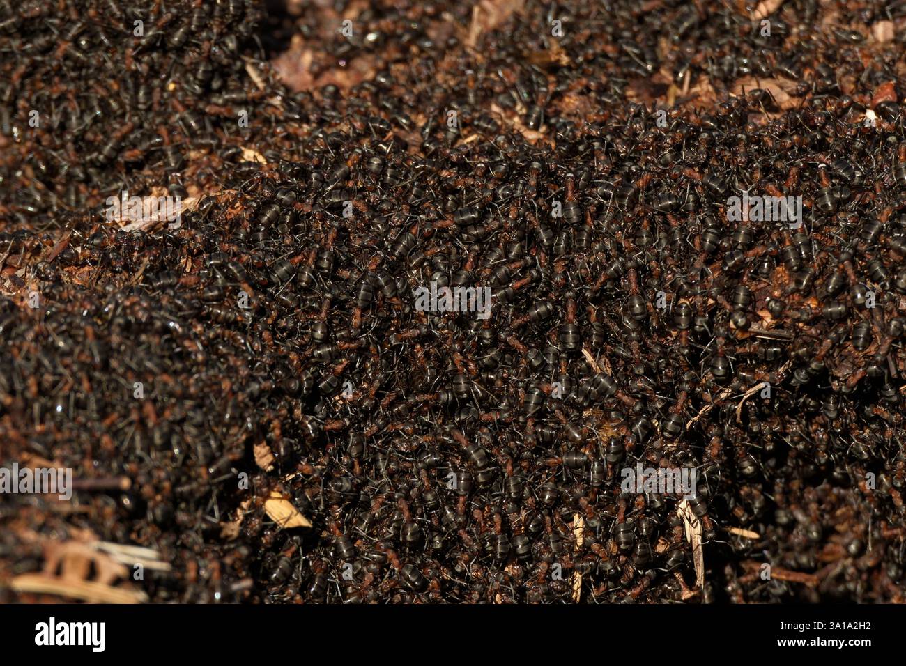 Les fourmis des bois du sud (Formica rufa) émergent de l'hibernation à l'arrivée du printemps. Cet immense nid est situé dans le New Forest Hampshire. Banque D'Images