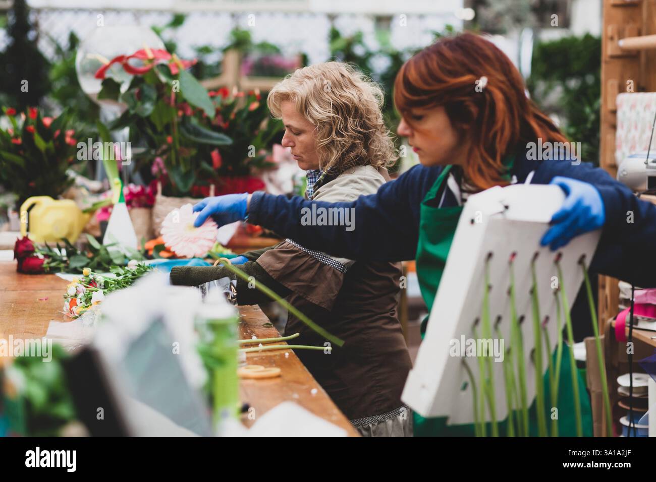 Deux fleuristes travaillent dans une pépinière. Couple travaille dans l'entreprise de jardinage sur une journée de travail ordinaire. Sur la photo une femme blonde et une jeune femme aux cheveux roux. Images authentiques. Banque D'Images