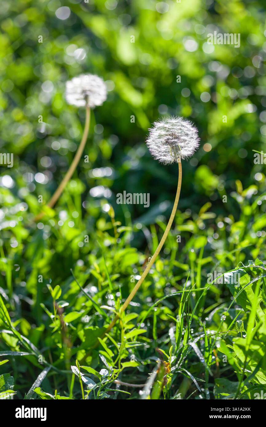 Les pissenlits moelleux fleurissent avec des graines mûres dans un champ d'herbe verte comme arrière-plan sur la journée ensoleillée d'été vue verticale de près Banque D'Images