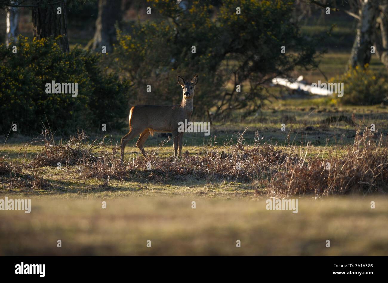 Un cerf de New Forest attrapé sous le soleil du printemps parmi les fougères brunes laissées de l'hiver sur les terres de landes à la lisière de la forêt. Banque D'Images