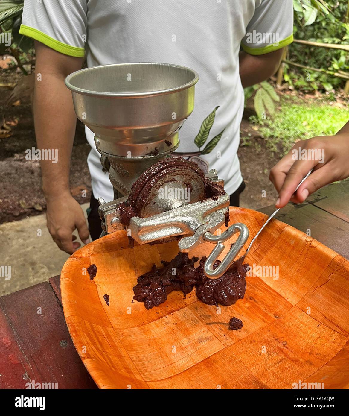 Fèves de cacao moulues pour la production de la masse de cacao, Costa Rica. Banque D'Images