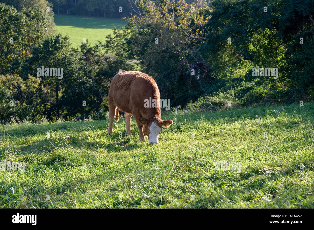 Une vache brune paissant dans un pâturage dans la nature verte Banque D'Images