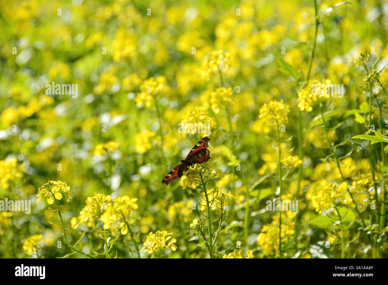 Dessous d'un papillon de paon européen ( Aglais io ) sur fleur de moutarde jaune Banque D'Images