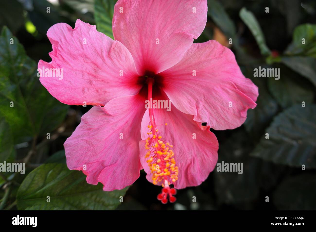 Gros plan coloré détaillé d'un Hibiscus rose Rosa Sinensis, ou Rose de Chine, ou Hibiscus chinois, fleurissant dans un parc ou un jardin en Espagne. Banque D'Images