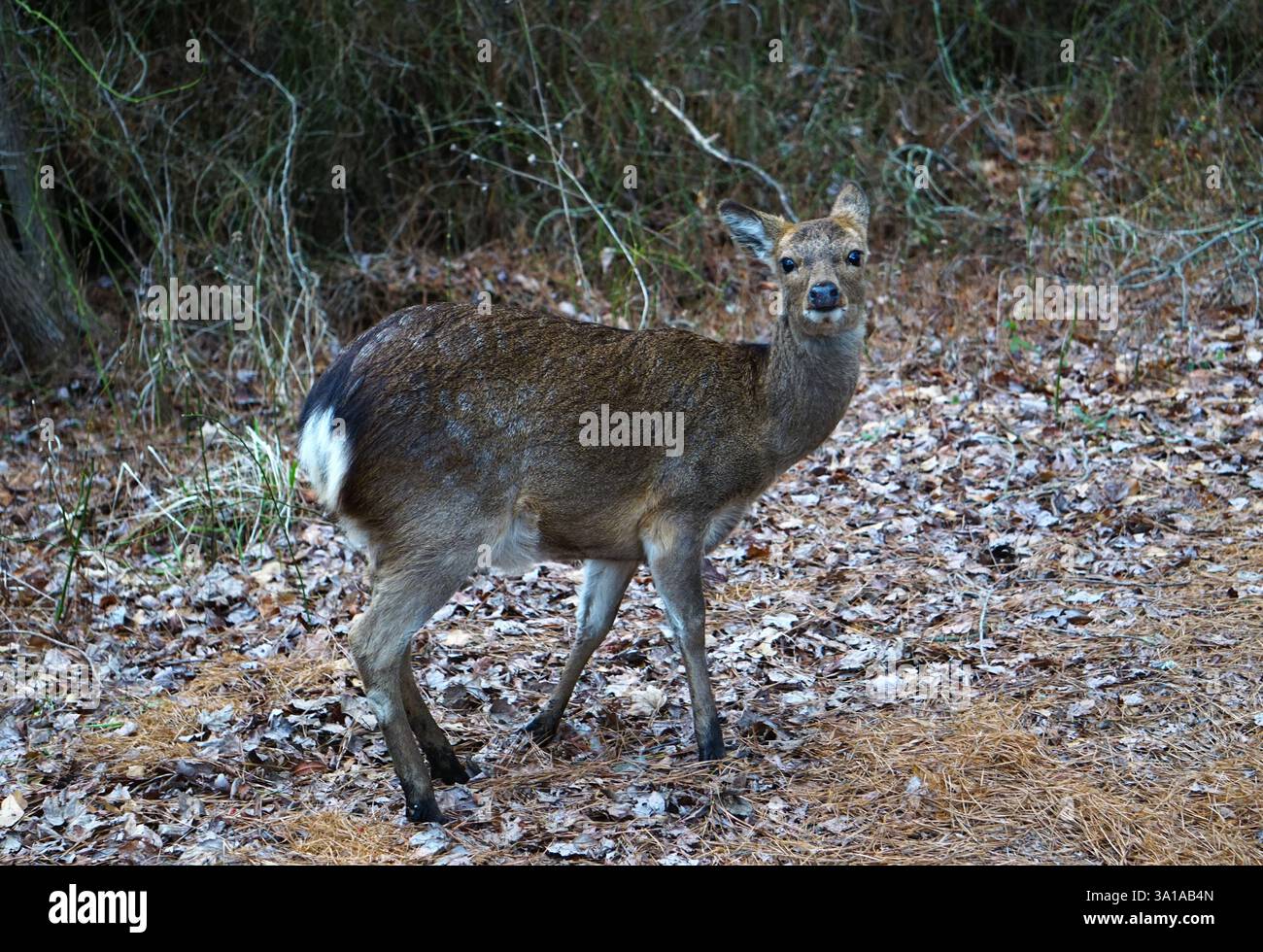Un jeune cerf timide avec de grands yeux noirs levant la tête dans la forêt de Chincoteague Island, Virginie, États-Unis d'Amérique. Banque D'Images