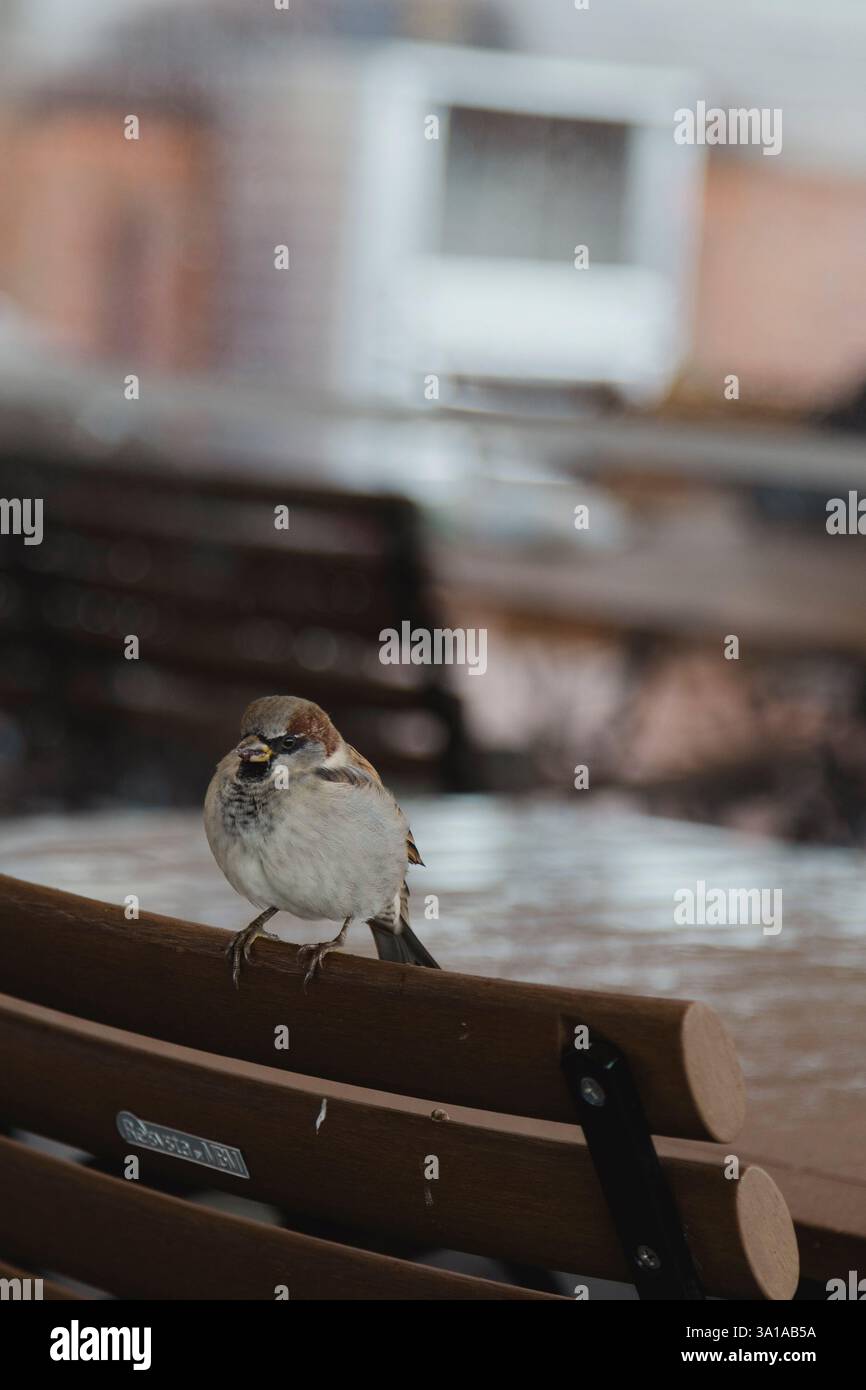 Sparrow Banque D'Images