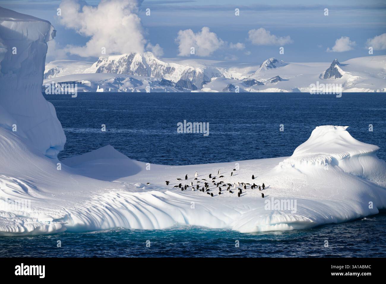 Manchots à jugulaire sur un iceberg avec la péninsule Antarctique en arrière-plan. Banque D'Images