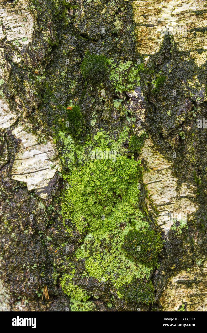 Gros plan du lichen trompette, Cladonia fimbriata sur un tronc d'arbre en hiver Banque D'Images