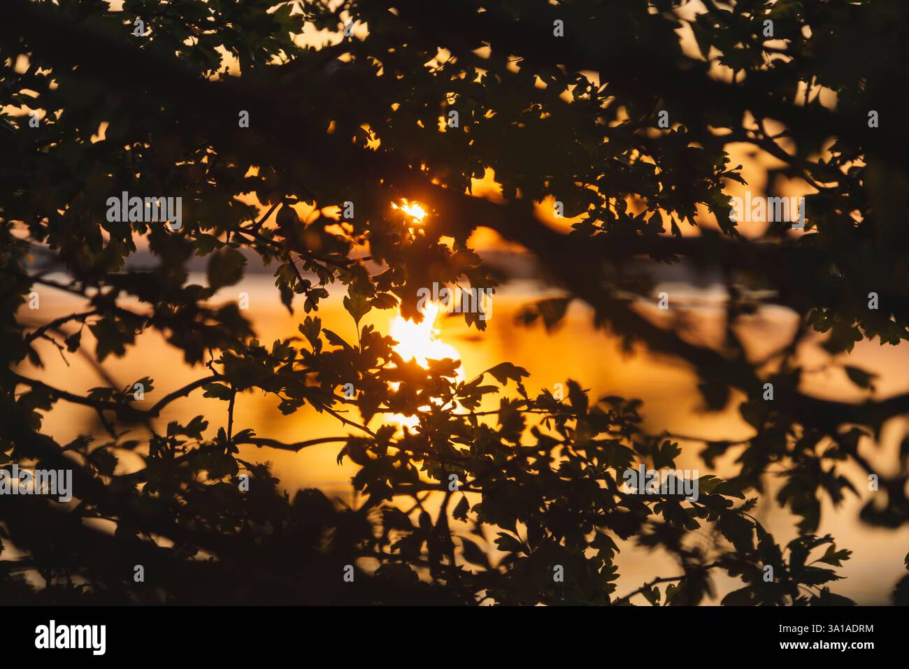 Coucher de soleil Quellental, Glücksburg, aubépine contre la lumière Banque D'Images