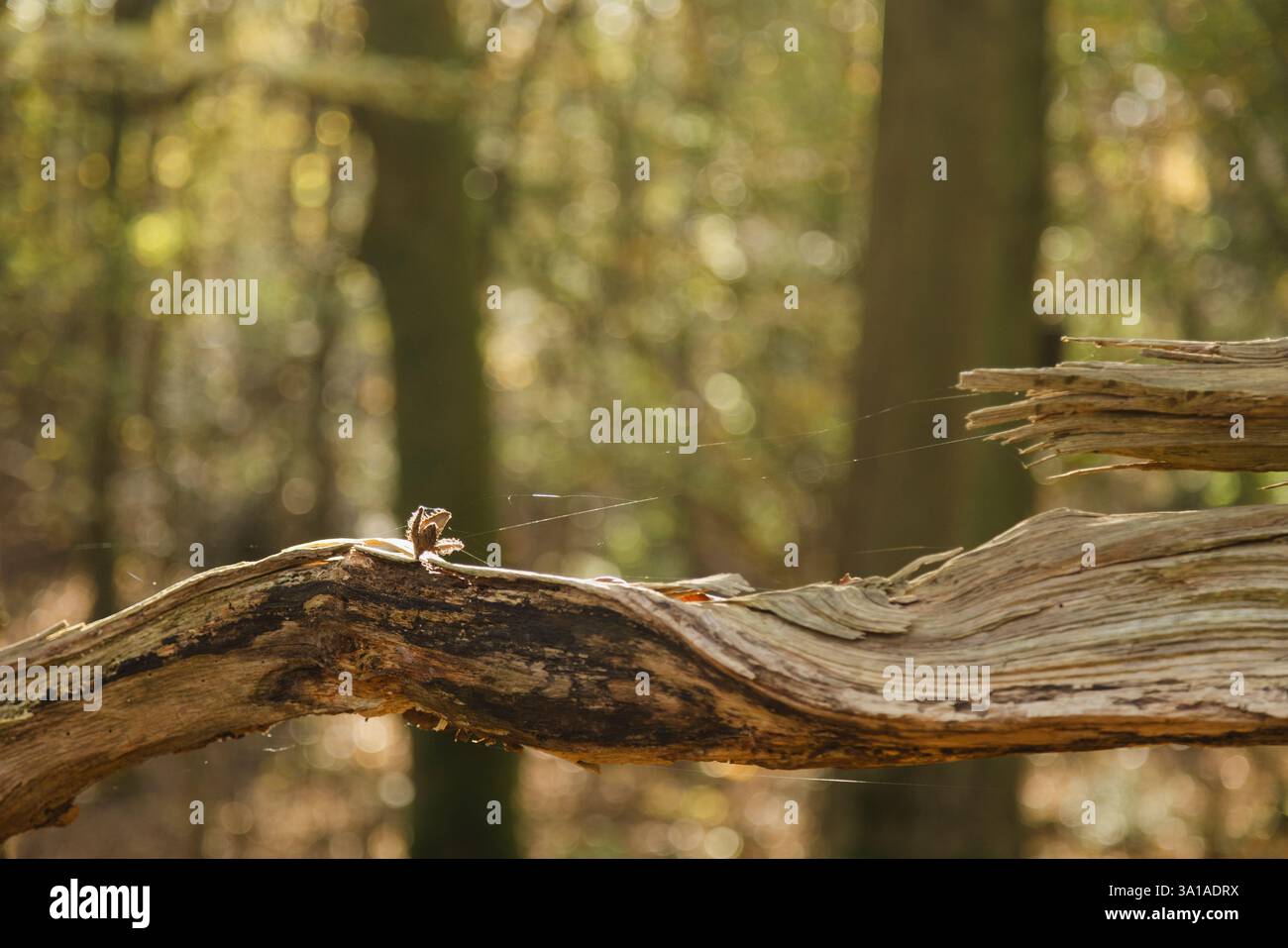 Fröruper berge, Oeversee, beechnut sur un tronc d'arbre Banque D'Images