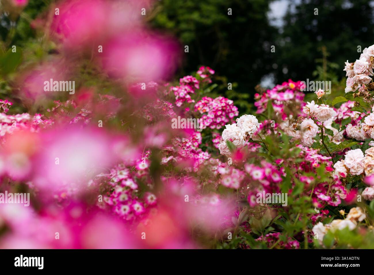 Rose arbuste, rose Mozart Banque D'Images