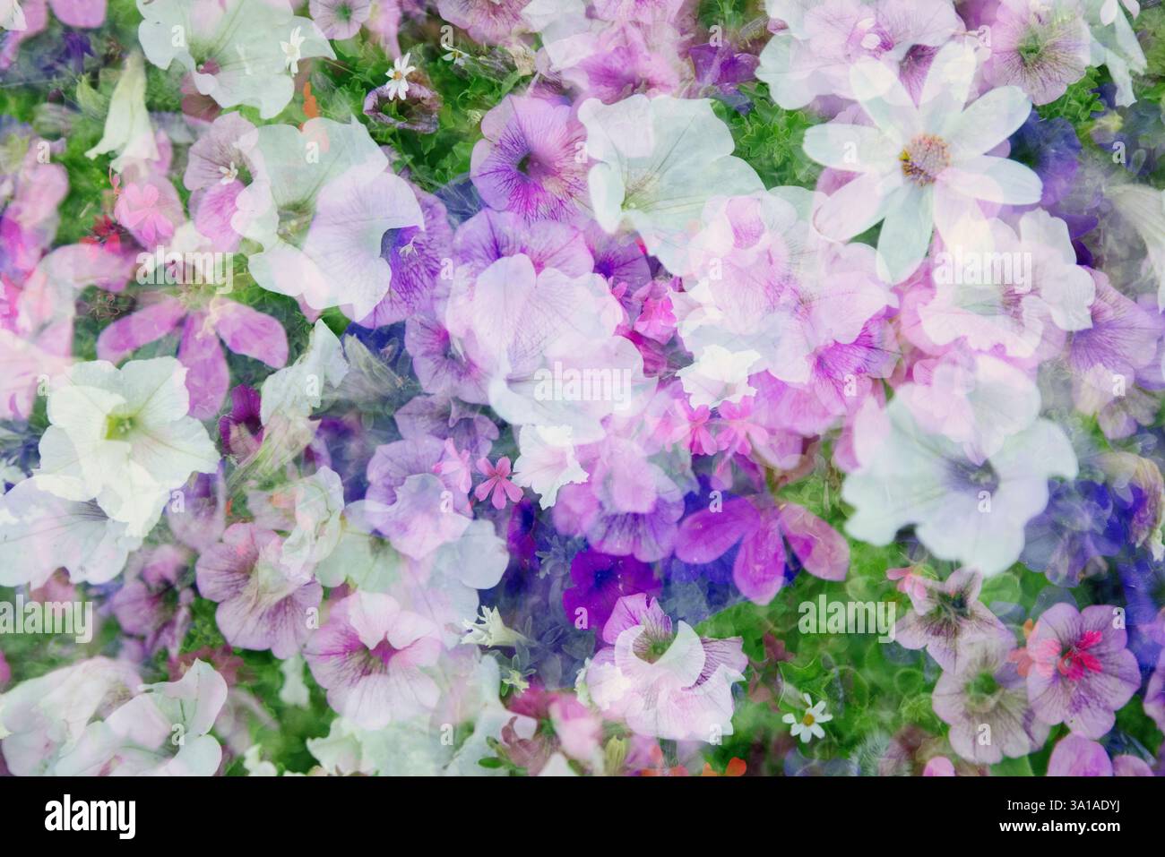 Arrangement de fleurs d'été, pétunias, géraniums, verveine et géranium de lierre capturés en double exposition Banque D'Images