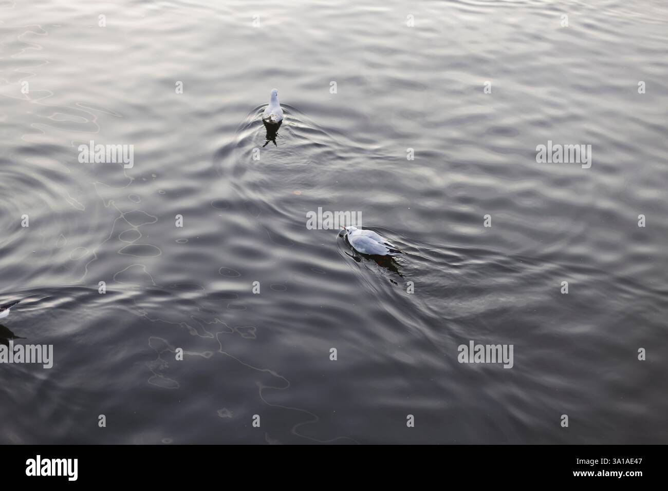 2 mouettes dans le port de Flensburg Banque D'Images