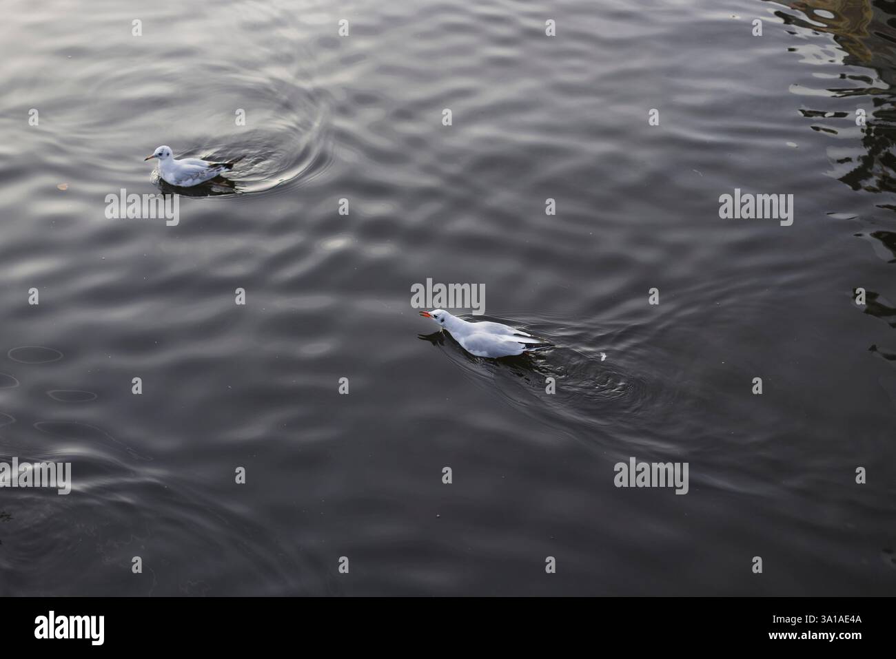 2 mouettes dans le port de Flensburg Banque D'Images