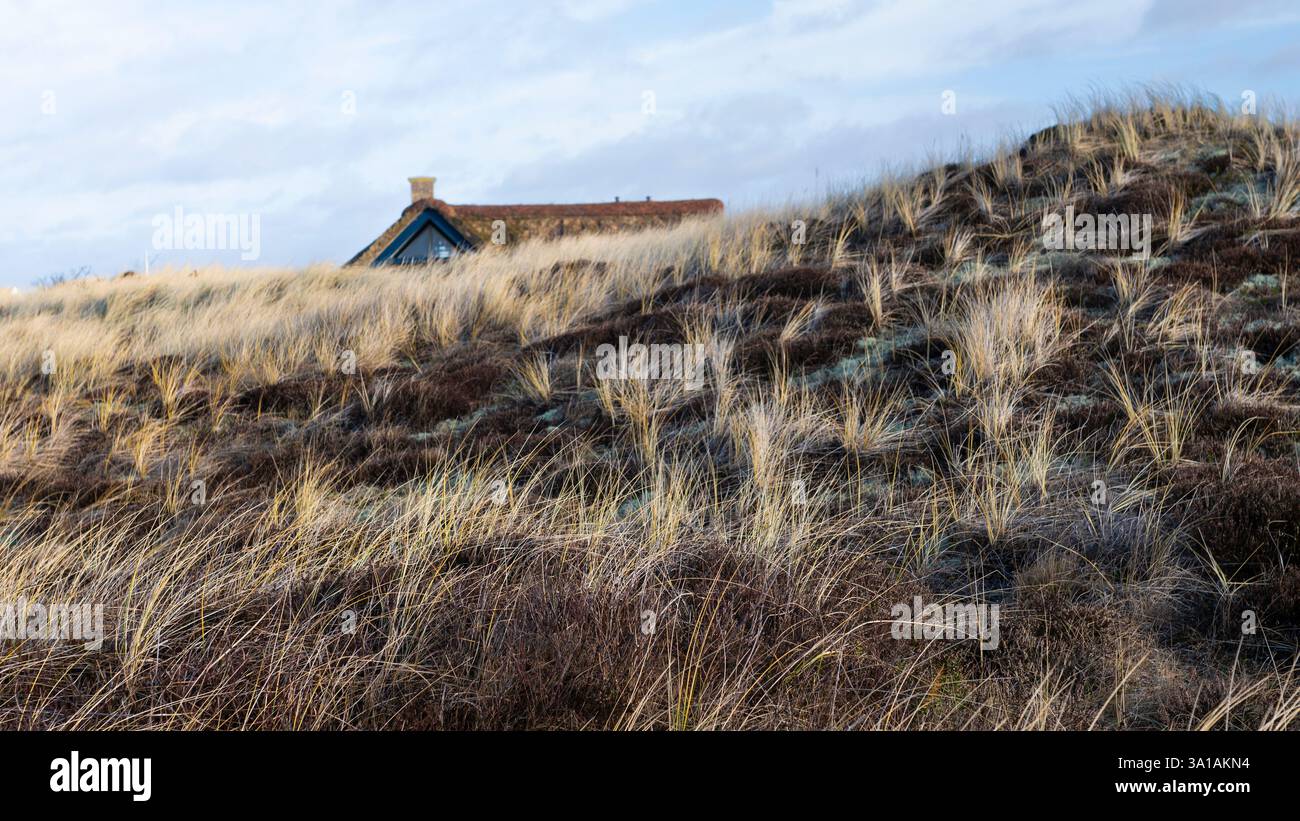 Herbe de dune avec le toit d'une maison de vacances en arrière-plan. Mise au point au premier plan. Banque D'Images