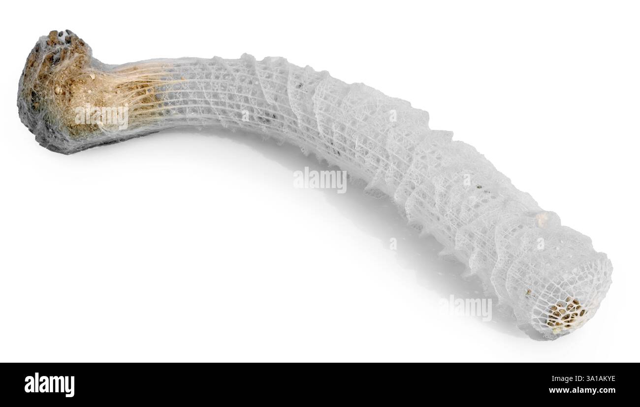 Squelette de panier de fleurs de Vénus (Euplectella aspergillum), sur fond blanc Uni. Banque D'Images